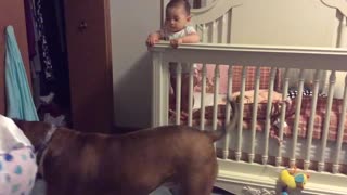 Dog Protects Baby From 'Angry' Mother During Training