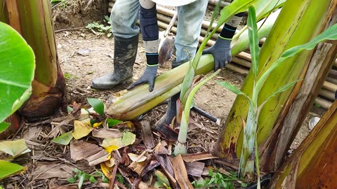 香蕉苗移植