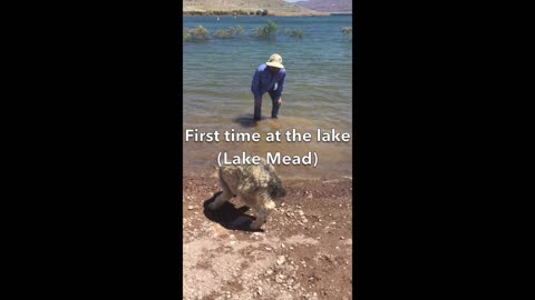 Poodle's first time at the lake! "I'm good now, Dad!"