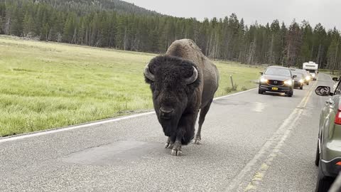 Massive Bison Walking on Yellowstone Road