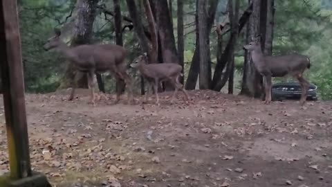 A little treat for the deer