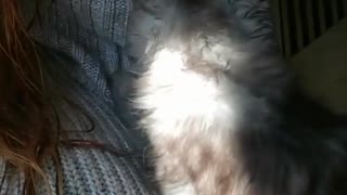 Kitten gives Big hug