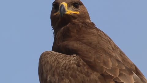 Lion & Eagle Attitude 😍 Angary Mood Lion😞 eagle king of birds