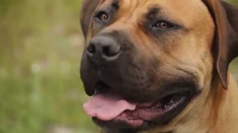 BOERBOEL FIVE THINGS YOU SHOULD KNOW