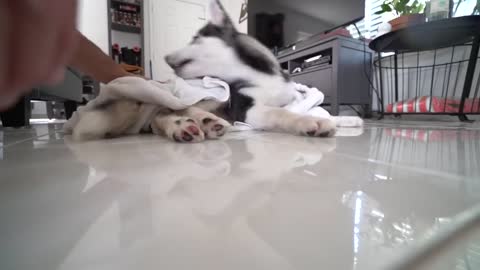 Husky Dad and Puppy Son Take Their First Bath Ever..