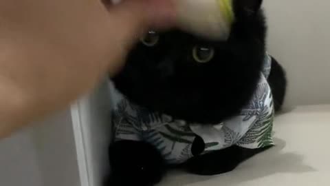 black round face kitten
