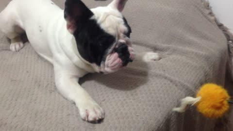 Sumo, the french bulldog, playing like a cat