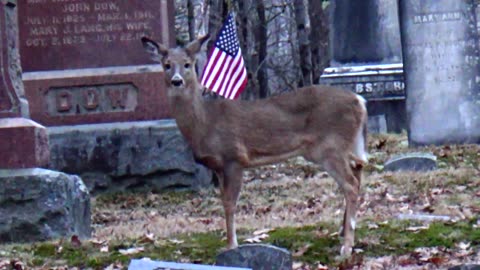 White-tailed deer