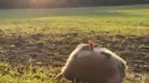 Hedgehog Rolls Down Slope at Sunset