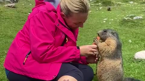 Marmot Eats Carrot From Hiker's Hand