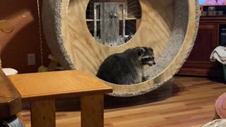Raccoon Hamster Wheel