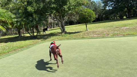 Funny Great Dane Swipes German Pointer's Lederhosen Hat