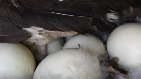 The eggs of the muscovy duck began to hatch and the sound of the little ones gradually rose