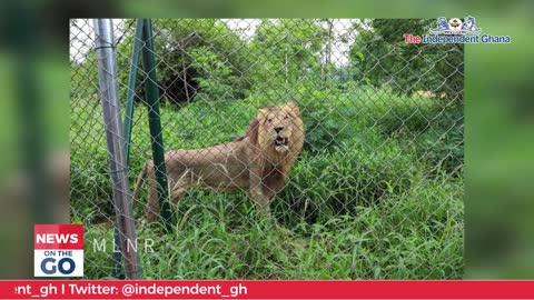 Lion kills man at Accra Zoo
