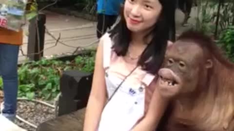 A gorilla take picture with beautiful girl
