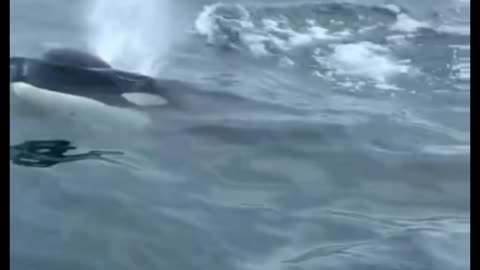 CLOSE Orca encounter