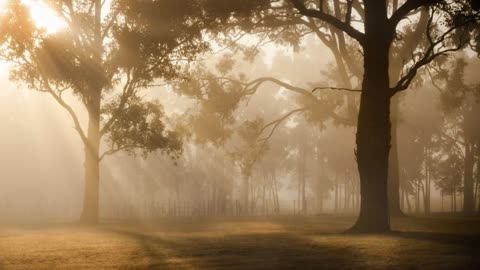 Sunrise Sunbeams Trees