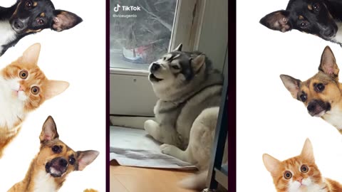 Never argue with a husky, they're always right! Funny TikTok Compilation