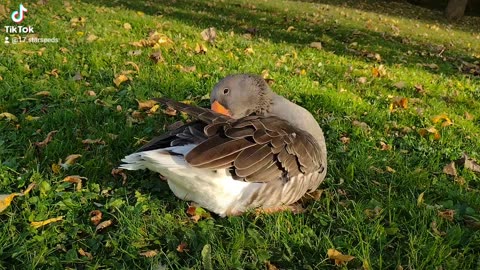 Louise The Toulouse Goose