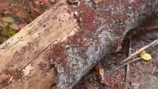 Log Crawling with Ladybugs