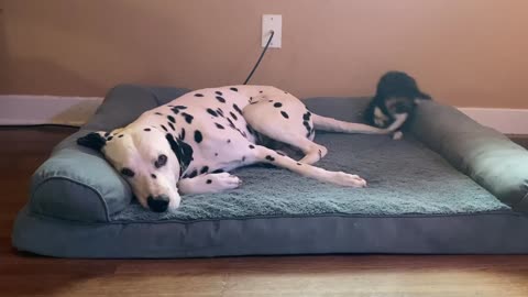 Kitten Decides Dalmatian’s Tail Is The Best Toy