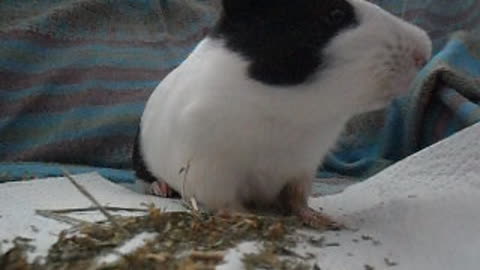 Cute baby guinea pig eating