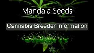 Mandala Seeds - Cannabis Strain Series - STRAIN TV