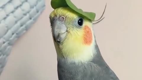 Parrot wonderful song