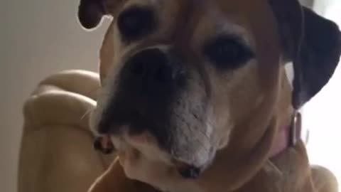 Dog makes it clear how she feels about working out