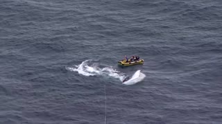 Australians work to free whale tangled in nets