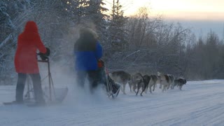 Husky Dog Sledding & Mushing Experience in Fairbanks, Alaska
