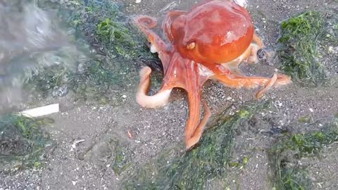 Orange octopus walks on sand.when it comes out of sea.