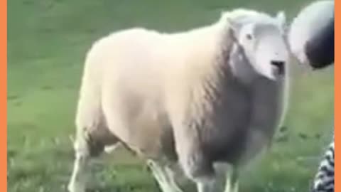 Já jogou bola com seu carneiro hoje? - Have you played ball with your sheep today?