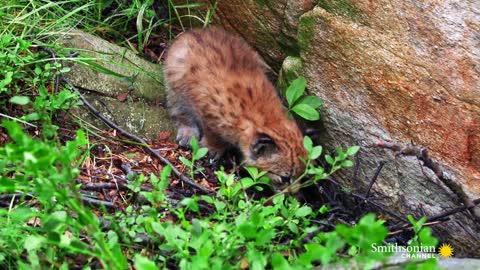 The Distinctive Ears of the Eurasian Lynx are a Mystery 🧐 Carpathian Predators Smithsonian Channel