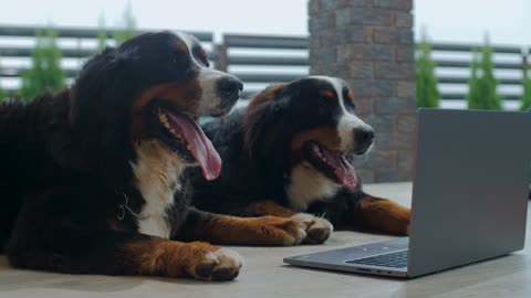 Funny Dogs Having Fun Through Laptop #animals