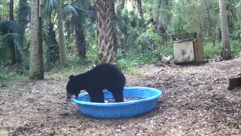 Mama Bear and Cub Play in Pool