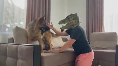 German shepherd pranked by crocodile 🐊 mask
