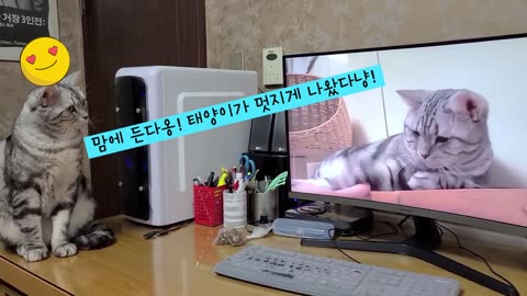 Funny cat babies 락을 받아야 해요. (I always get the cat's permission before uploading videos.).mp4