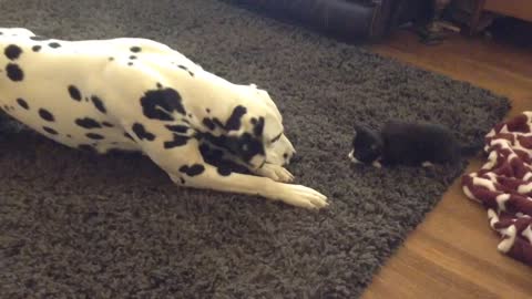 Foster kitten adorably plays with Dalmatian