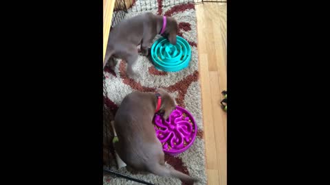 Puppies bump into each other while circling food bowls