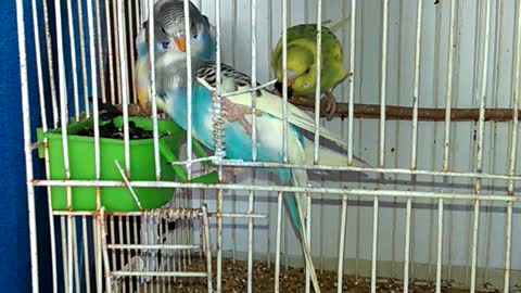 Best of funny and cute Budgies