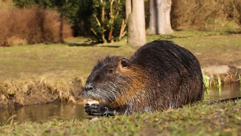 🌿 Nutria Chronicles: River Rat Dining Extravaganza by the Riverside! 🌊🐾