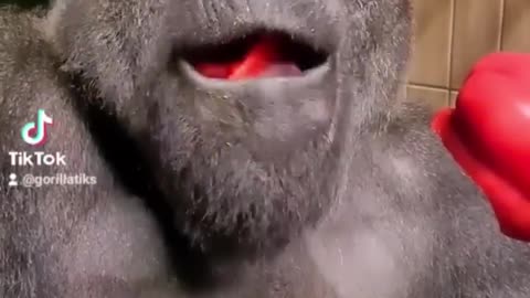 This silverback is enjoying his pepper! #silverback #gorilla #asmr #mukbang #eating #food