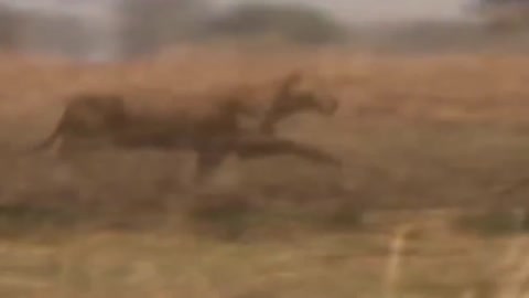 Giraffe kicks five lion to save the baby