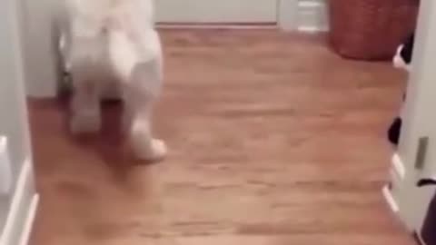 Cute And Funny puppies doing funny things .