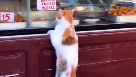 Cat see Food Video