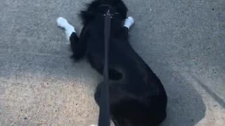 Border collie wants to herd