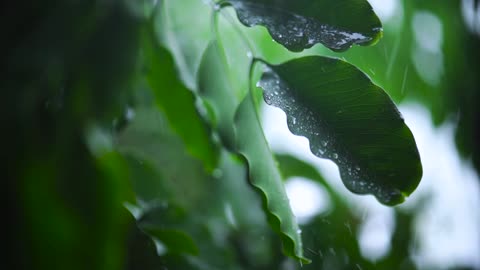 Very close shot of the leaves of a tree wet from the rain