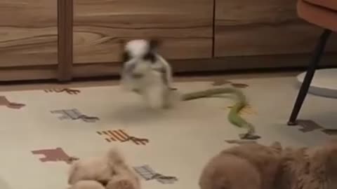 Cute funny puppies!