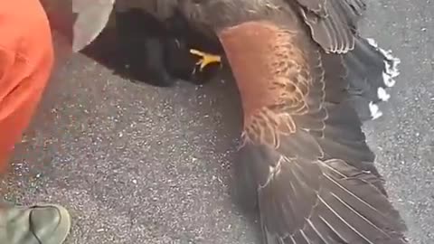 Japanese community uses hawks to safeguard against damage to electrical infrastructure from Crows